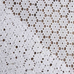 Broderie suisse Marguerite Blanc naturel - Ribes y Casals