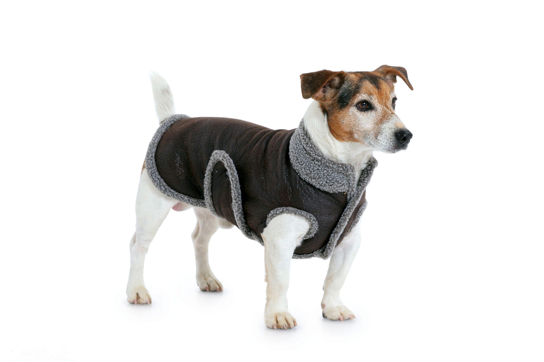Patron de Couture Burda 7752 Manteau de chien - Ribes y Casals
