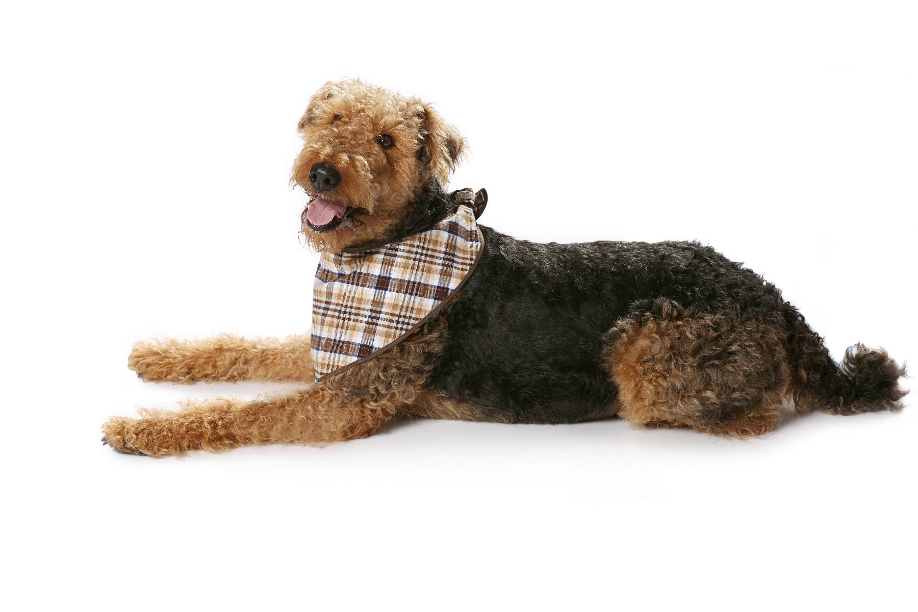 Patron de Couture Burda 7752 Manteau de chien - Ribes y Casals