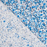 Coton Fleurs Bleu - Ribes y Casals