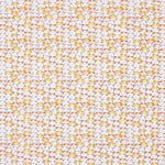 Coton Chat de la Chance - Ribes y Casals