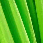 Bambula Coton Perroquet Vert - Ribes y Casals