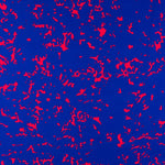 Crêpe Satin Oiseaux Bleu Clair - Ribes y Casals