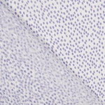 Gaze Soie Lurex Pois Mauve - Ribes y Casals