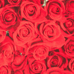 Toile American Beauty - Ribes y Casals