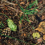 Nappe Anti-tâche Branches Fôret - Ribes y Casals