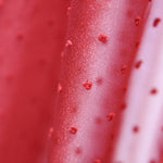 Organza Polyester Plumeti Rouge - Ribes y Casals