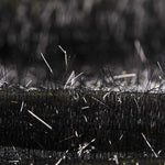 Poils Métallisé noir - Ribes y Casals