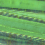 Tissu Nacré Vert - Ribes y Casals