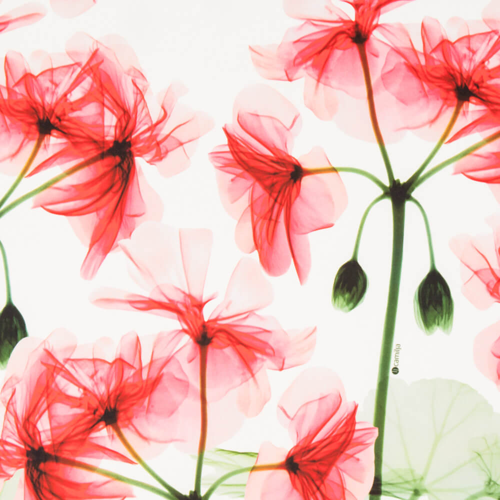 Lycra Mat Fin Floral Blanc - Ribes y Casals