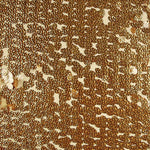 Tulle Sequin Doré Rond - Ribes y Casals